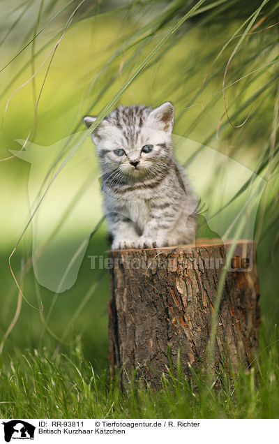 Britisch Kurzhaar Ktzchen / British Shorthair Kitten / RR-93811