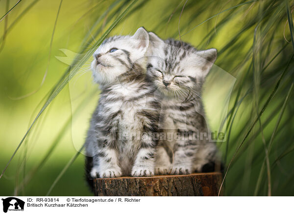 Britisch Kurzhaar Ktzchen / British Shorthair Kitten / RR-93814