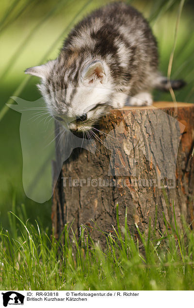 Britisch Kurzhaar Ktzchen / British Shorthair Kitten / RR-93818