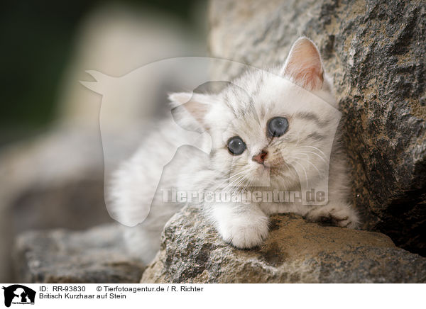 Britisch Kurzhaar auf Stein / British shorthair on stone / RR-93830
