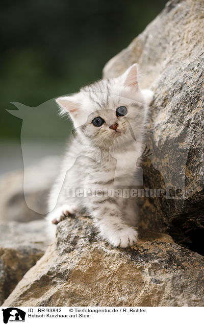 Britisch Kurzhaar auf Stein / British shorthair on stone / RR-93842