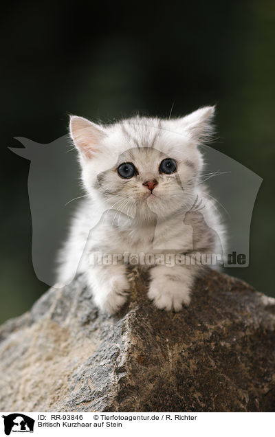 Britisch Kurzhaar auf Stein / British shorthair on stone / RR-93846