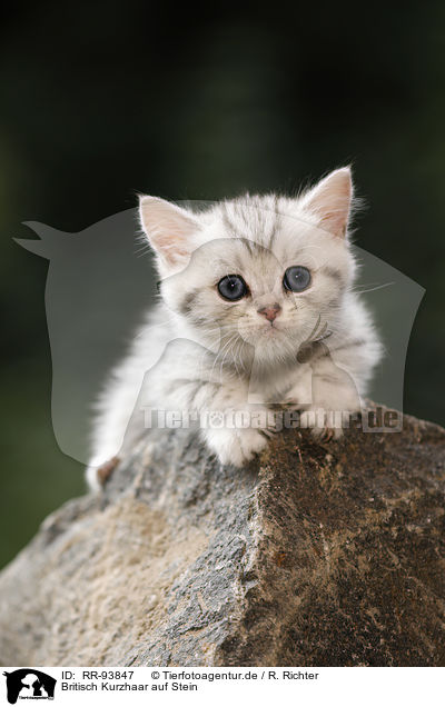 Britisch Kurzhaar auf Stein / British shorthair on stone / RR-93847