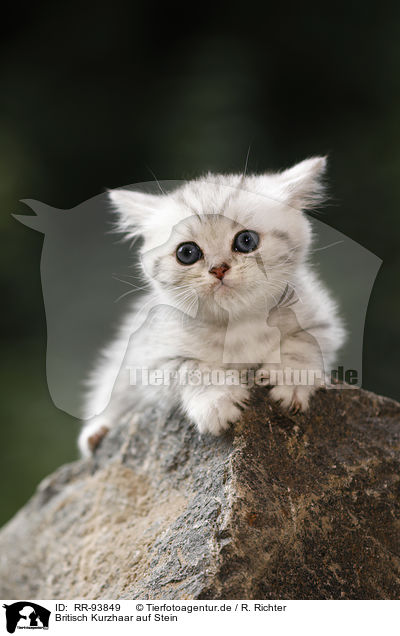 Britisch Kurzhaar auf Stein / British shorthair on stone / RR-93849