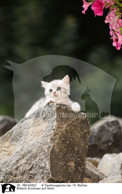 Britisch Kurzhaar auf Stein / British shorthair on stone / RR-93851