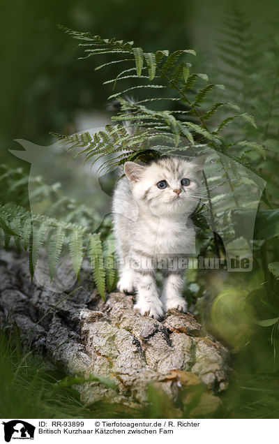 Britisch Kurzhaar Ktzchen zwischen Farn / British shorthair kitten between fern / RR-93899