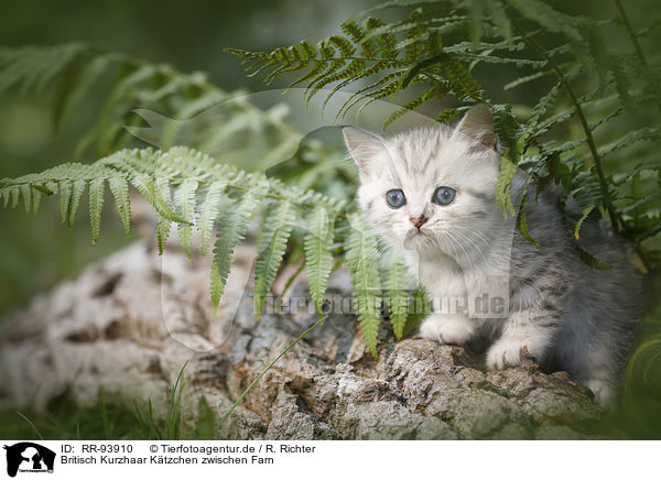 Britisch Kurzhaar Ktzchen zwischen Farn / British shorthair kitten between fern / RR-93910