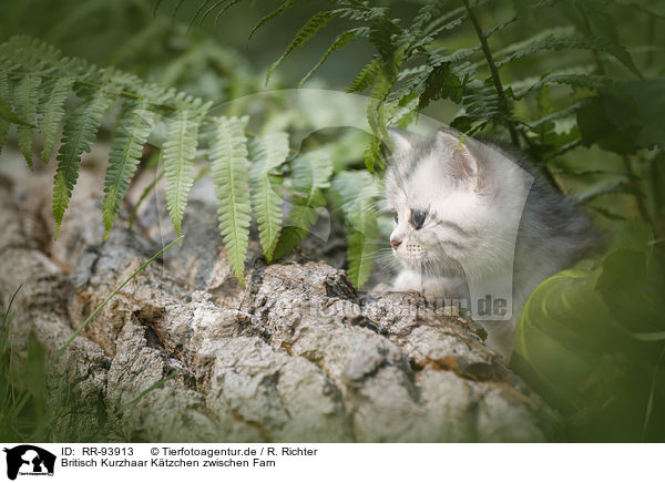 Britisch Kurzhaar Ktzchen zwischen Farn / British shorthair kitten between fern / RR-93913