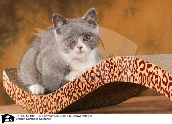 Britisch Kurzhaar Ktzchen / British Shorthair Kitten / SS-52498