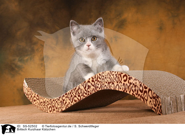 Britisch Kurzhaar Ktzchen / British Shorthair Kitten / SS-52502