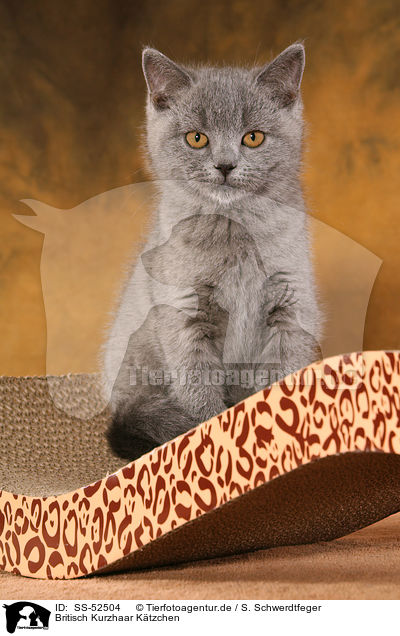 Britisch Kurzhaar Ktzchen / British Shorthair Kitten / SS-52504
