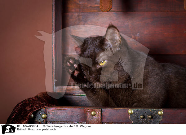 Britisch Kurzhaar putzt sich / British Shorthair is cleaning itself / MW-03834