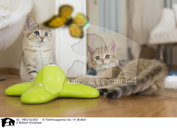 2 Britisch Kurzhaar / 2 British Shorthairr / HBO-02263