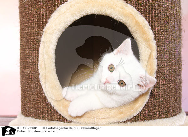 Britisch Kurzhaar Ktzchen / British Shorthair Kitten / SS-53681