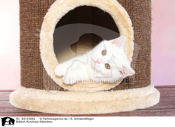 Britisch Kurzhaar Ktzchen / British Shorthair Kitten / SS-53682