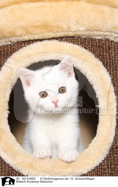 Britisch Kurzhaar Ktzchen / British Shorthair Kitten / SS-53683
