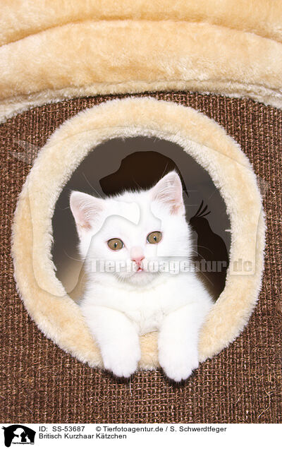 Britisch Kurzhaar K�tzchen / SS-53687