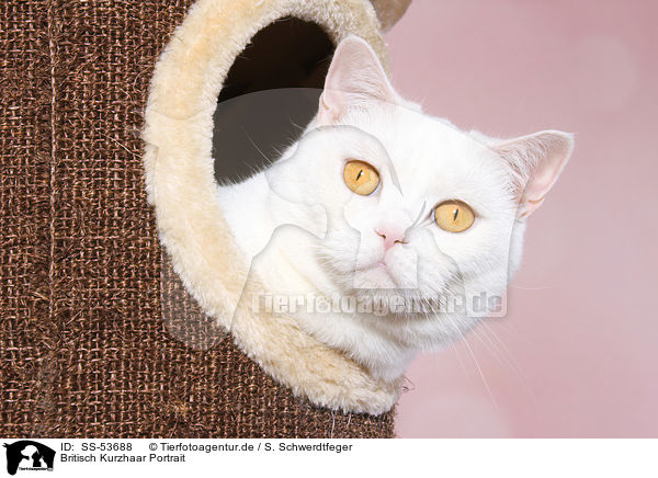 Britisch Kurzhaar Portrait / British Shorthair Portrait / SS-53688