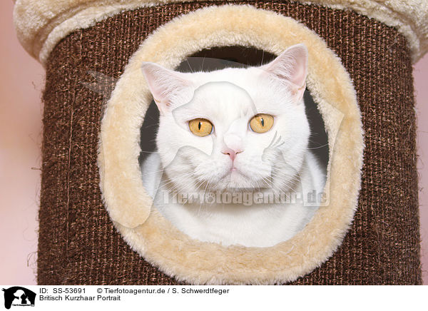 Britisch Kurzhaar Portrait / British Shorthair Portrait / SS-53691