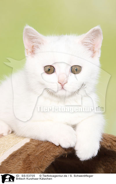 Britisch Kurzhaar Ktzchen / British Shorthair Kitten / SS-53705