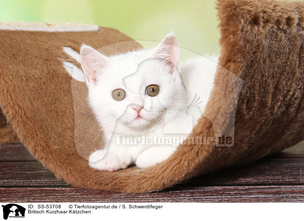Britisch Kurzhaar Ktzchen / British Shorthair Kitten / SS-53708
