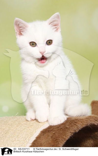 Britisch Kurzhaar Ktzchen / British Shorthair Kitten / SS-53711
