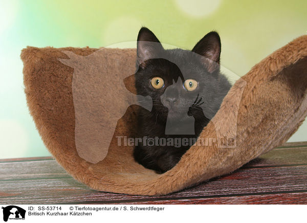 Britisch Kurzhaar Ktzchen / British Shorthair Kitten / SS-53714