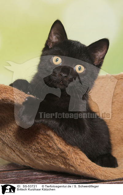 Britisch Kurzhaar K�tzchen / British Shorthair Kitten / SS-53721