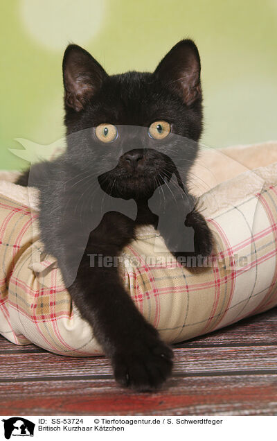 Britisch Kurzhaar Ktzchen / British Shorthair Kitten / SS-53724