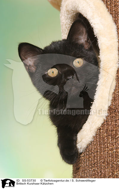 Britisch Kurzhaar Ktzchen / British Shorthair Kitten / SS-53730