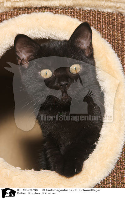 Britisch Kurzhaar Ktzchen / British Shorthair Kitten / SS-53736