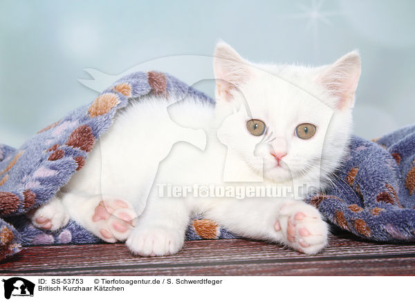 Britisch Kurzhaar Ktzchen / British Shorthair Kitten / SS-53753