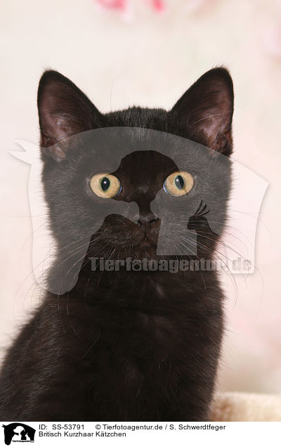 Britisch Kurzhaar Ktzchen / British Shorthair Kitten / SS-53791