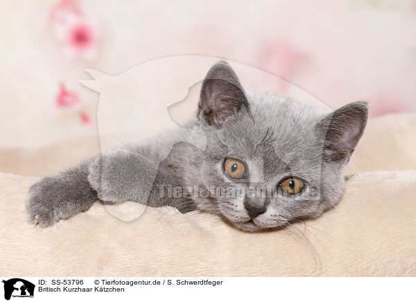 Britisch Kurzhaar Ktzchen / British Shorthair Kitten / SS-53796