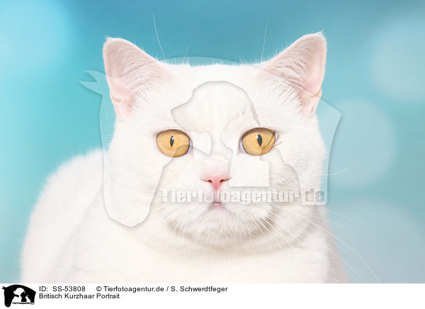 Britisch Kurzhaar Portrait / British Shorthair Portrait / SS-53808