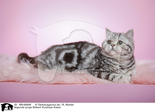 liegende junge Britisch Kurzhaar Katze / lying young british shorthair cat / RR-98896