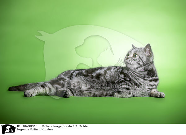 liegende Britisch Kurzhaar / lying British Shorthair / RR-99310