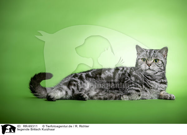 liegende Britisch Kurzhaar / RR-99311