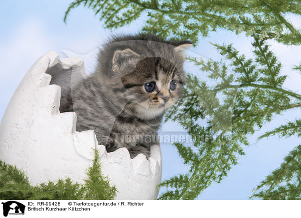 Britisch Kurzhaar Ktzchen / British Shorthair Kitten / RR-99428