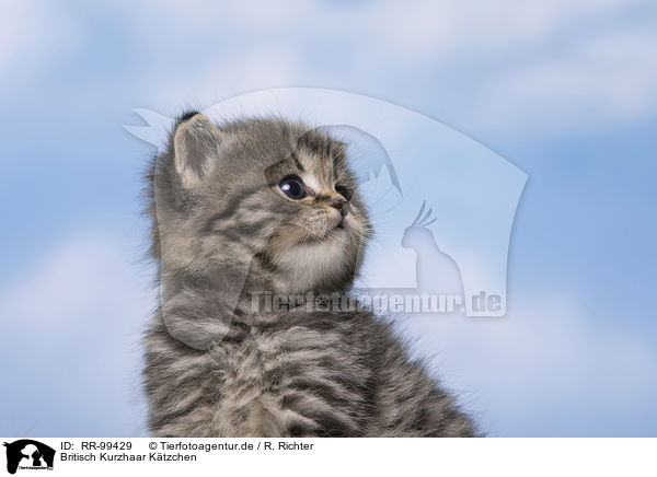 Britisch Kurzhaar Ktzchen / British Shorthair Kitten / RR-99429