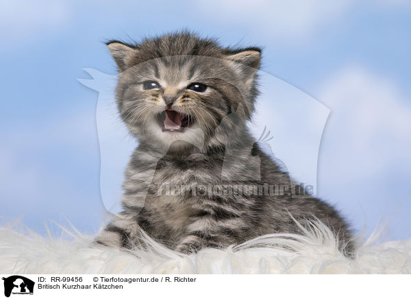Britisch Kurzhaar Ktzchen / British Shorthair Kitten / RR-99456