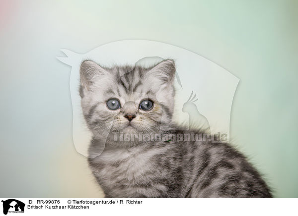 Britisch Kurzhaar Ktzchen / British Shorthair Kitten / RR-99876