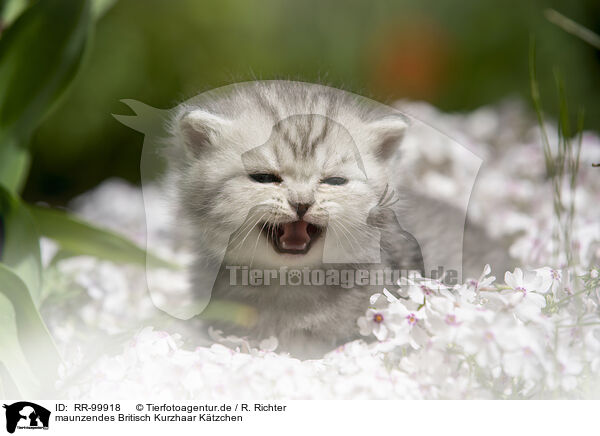 maunzendes Britisch Kurzhaar Ktzchen / meowing British Shorthair kitten / RR-99918
