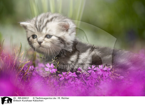 Britisch Kurzhaar Ktzchen / British Shorthair Kitten / RR-99931