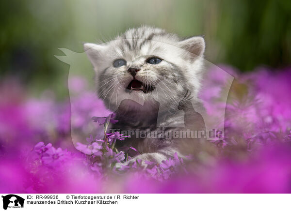 maunzendes Britisch Kurzhaar Ktzchen / meowing British Shorthair kitten / RR-99936