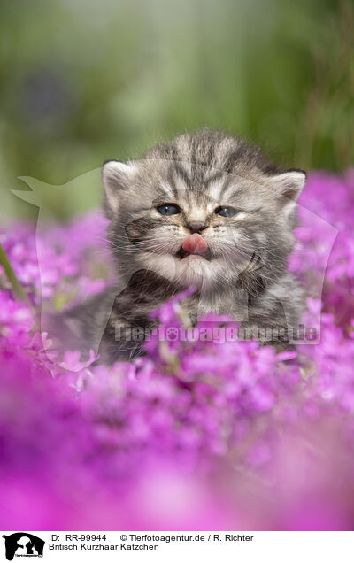 Britisch Kurzhaar Ktzchen / British Shorthair Kitten / RR-99944