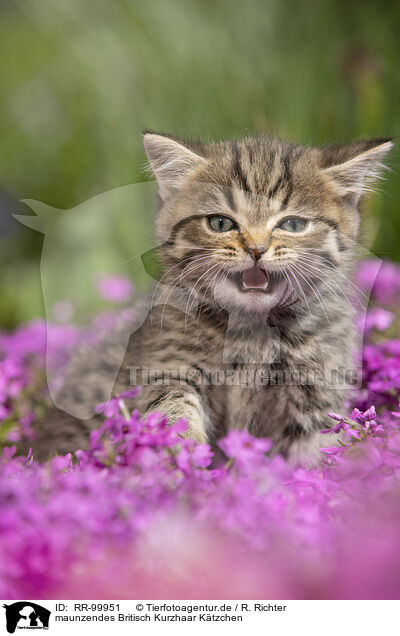 maunzendes Britisch Kurzhaar Ktzchen / meowing British Shorthair kitten / RR-99951