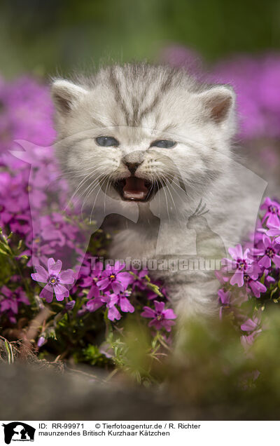 maunzendes Britisch Kurzhaar Ktzchen / meowing British Shorthair kitten / RR-99971