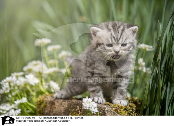 maunzendes Britisch Kurzhaar Ktzchen / meowing British Shorthair kitten / RR-99979