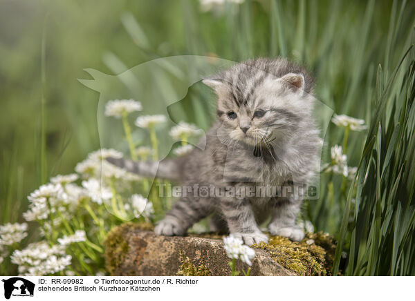 stehendes Britisch Kurzhaar Ktzchen / standing British Shorthair Kitten / RR-99982